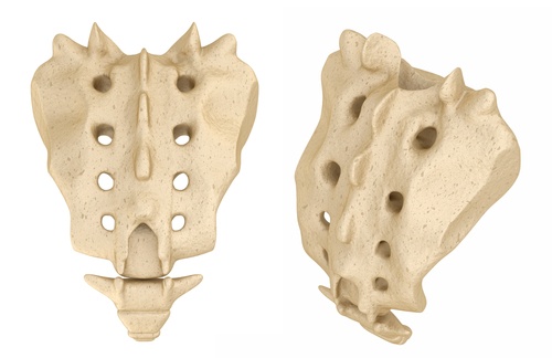 Sacrum,:,Medically,Accurate,3d,Illustration
