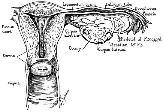 Female reproduction