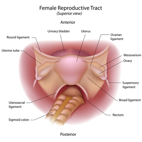 Female,Reproductive,Organs,,Superior,View
