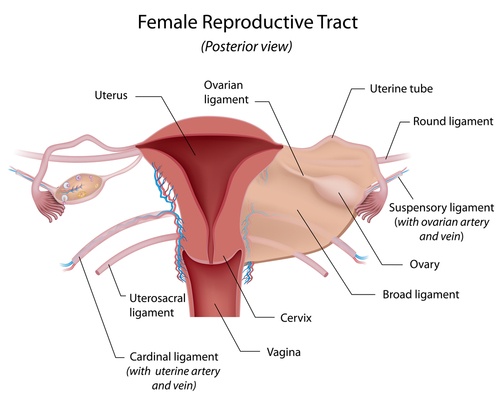 Female,Reproductive,System