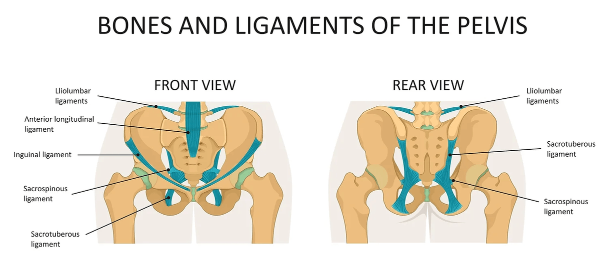 bones and ligament pelvis