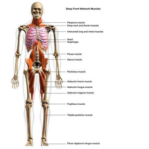 3d,Rendering,Of,Full,Body,Male,Deep,Front,Network,Muscles