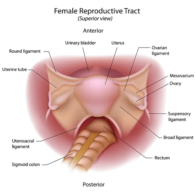 female reproductive tract