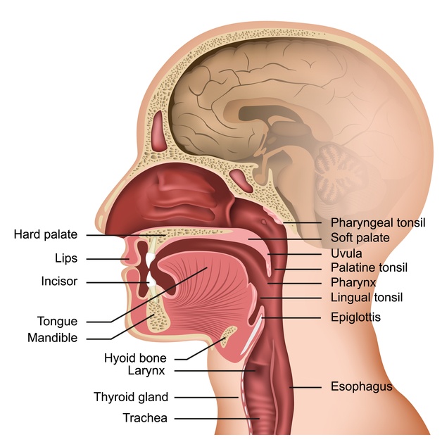 Anatomy,Of,The,Mouth,And,Tongue,Medical,Vector,Illustration,On