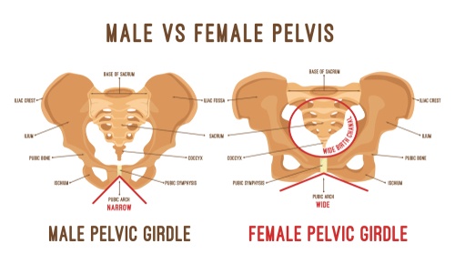 Male,Vs,Female,Pelvis.,Main,Differences.,Detailed,Illustration,On,A