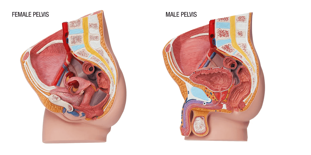 male female pelvis