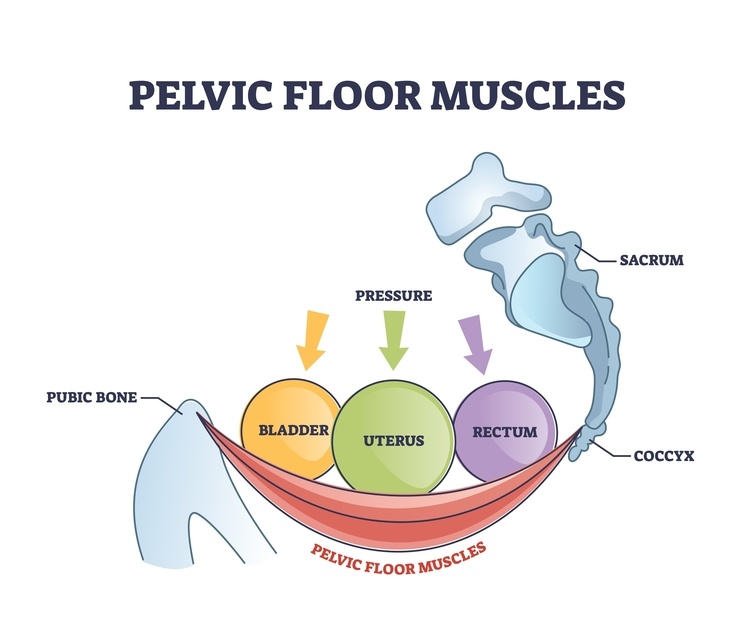 Pelvic,Floor,Muscles,Anatomy,With,Hip,Muscular,Body,Parts,Outline