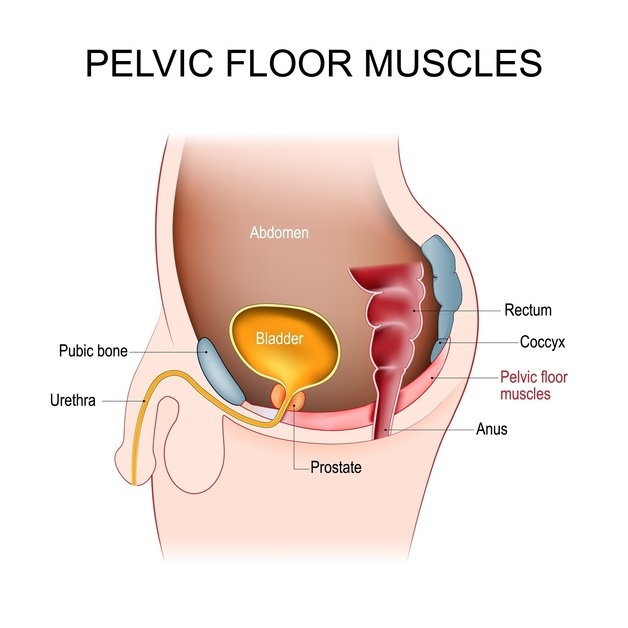 Pelvic,Floor,Muscles.,Cross,Section,Of,Male,Abdomen,With,Pelvic