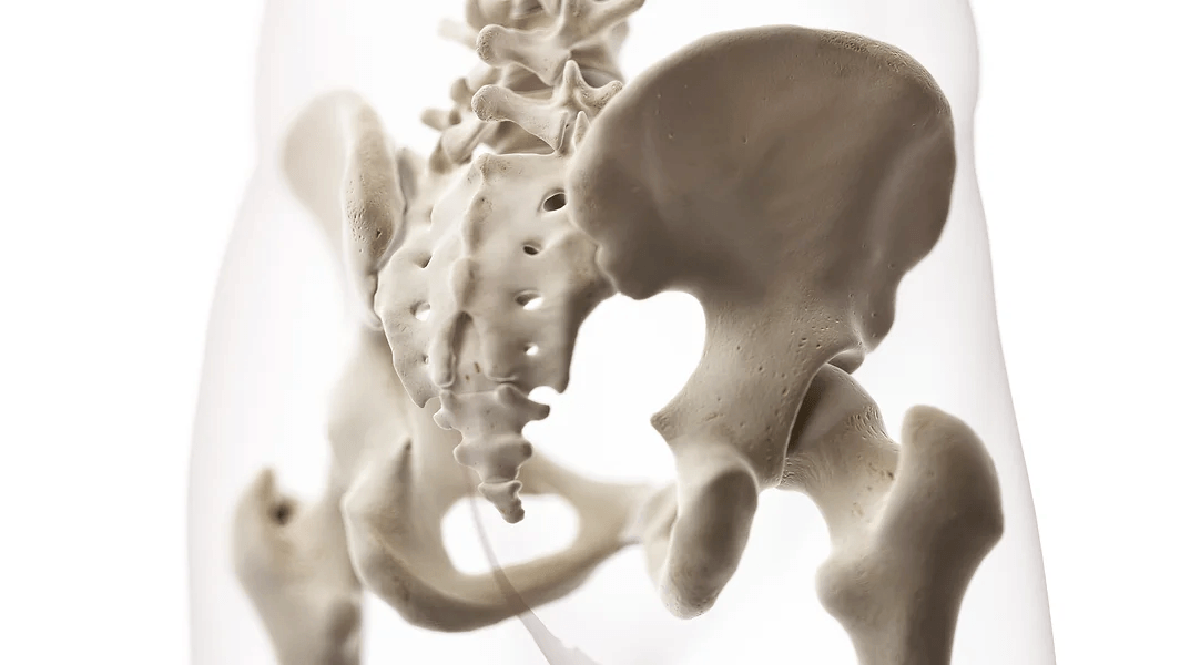pelvis