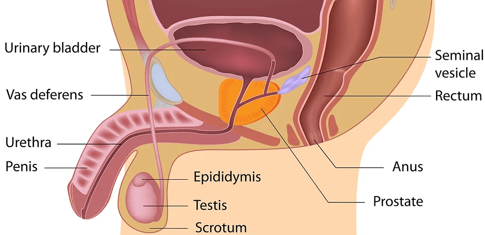 prostate 1