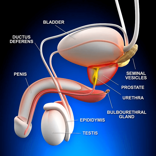 prostate 2