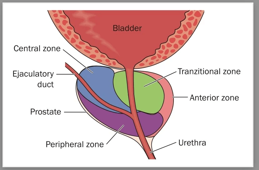 prostate 3