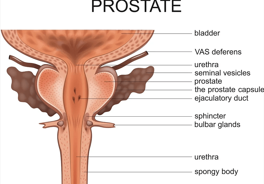prostate 4