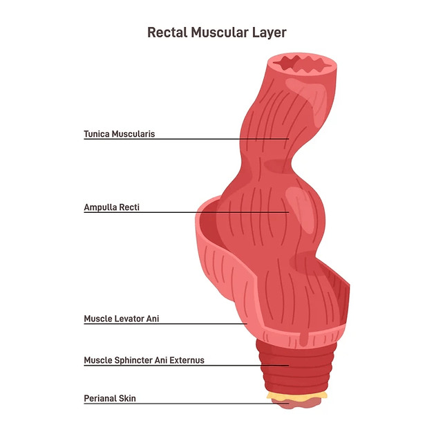 rectal