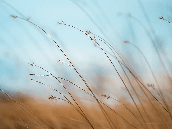 swaying grass